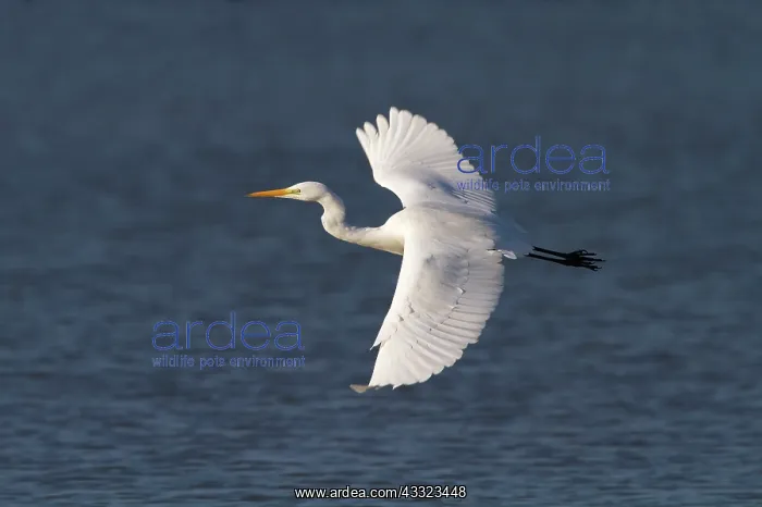 : Great Egret : Great Egret