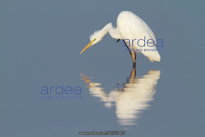 : Great Egret : Great Egret