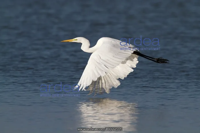 : Great Egret : Great Egret