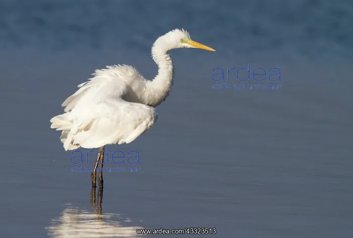 : Great Egret : Great Egret
