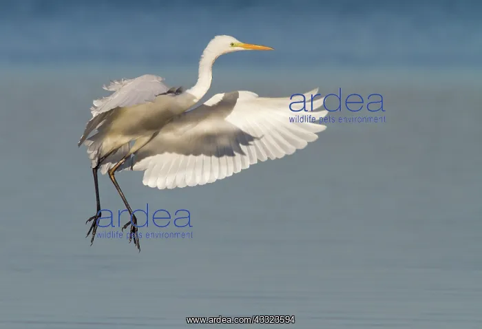 : Great Egret : Great Egret