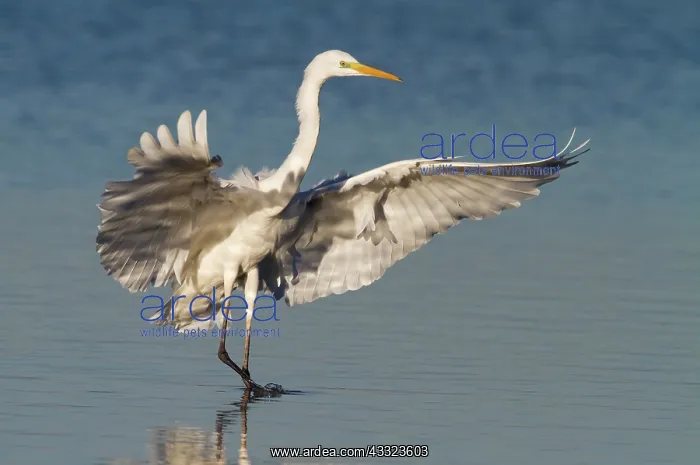 : Great Egret : Great Egret