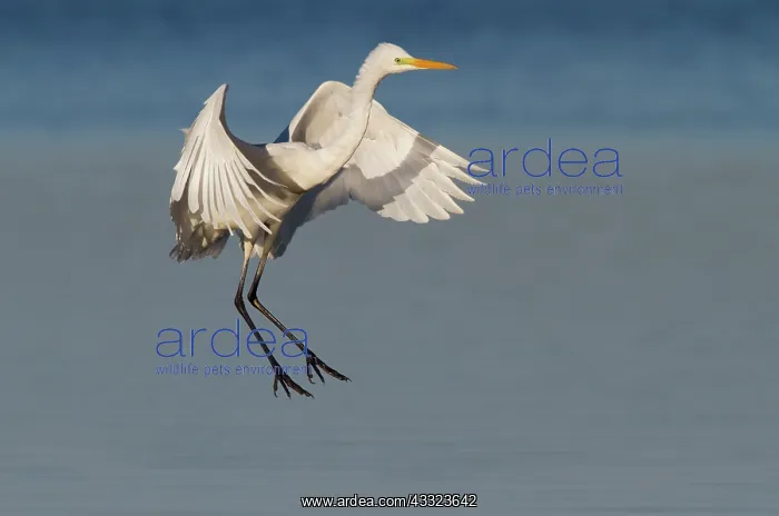 : Great Egret : Great Egret