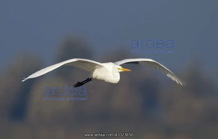 : Great Egret : Great Egret