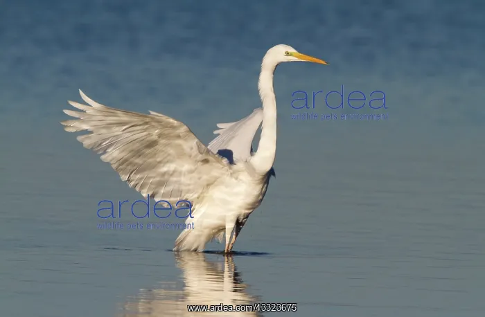 : Great Egret : Great Egret