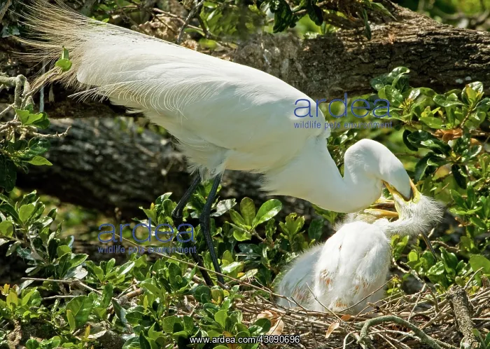 : Great Egret Adult Feeding Nestlings : Great Egret Adult Feeding Nestlings
