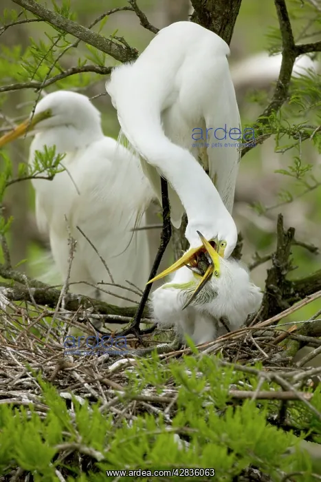 : Great Egret - Adult feeding young on nest : Great Egret - Adult feeding young on nest