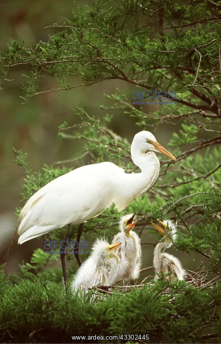  : GREAT EGRET - adult and young at nest