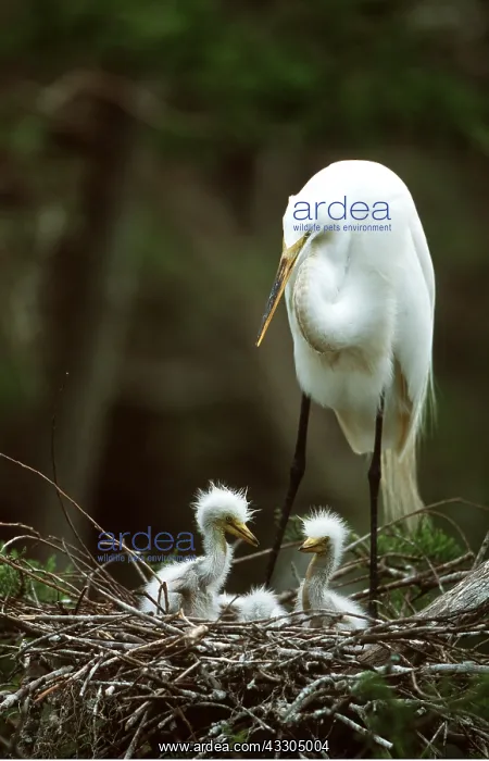 : GREAT EGRET - adult and young at nest : GREAT EGRET - adult and young at nest