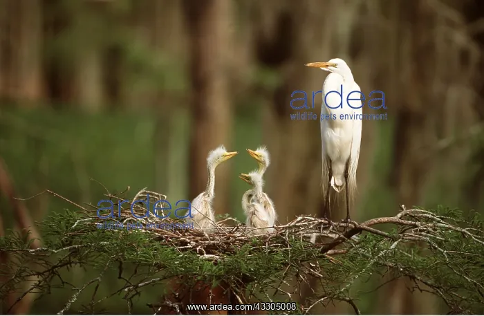 : GREAT EGRET - adults and young in nest : GREAT EGRET - adults and young in nest