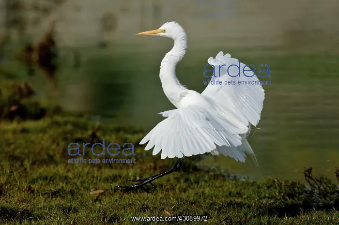 : Great Egret alighting : Great Egret alighting