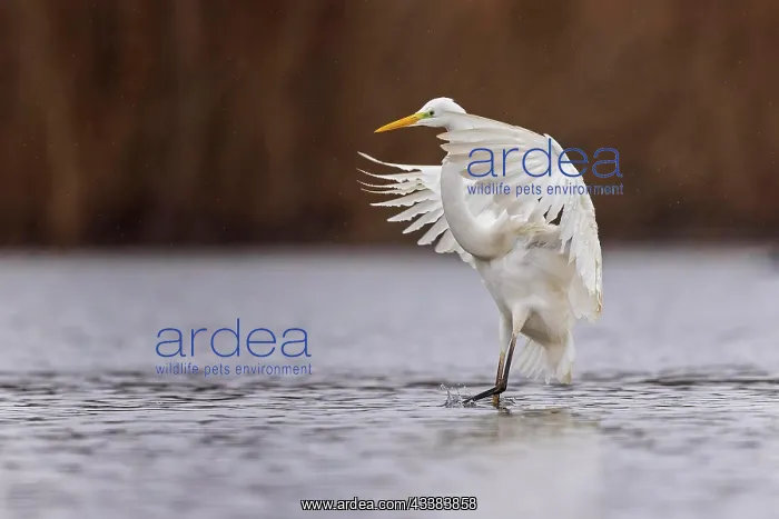 : Great egret (Ardea alba) approaching, foraging, resting bird : Great egret (Ardea alba) approaching, foraging, resting bird