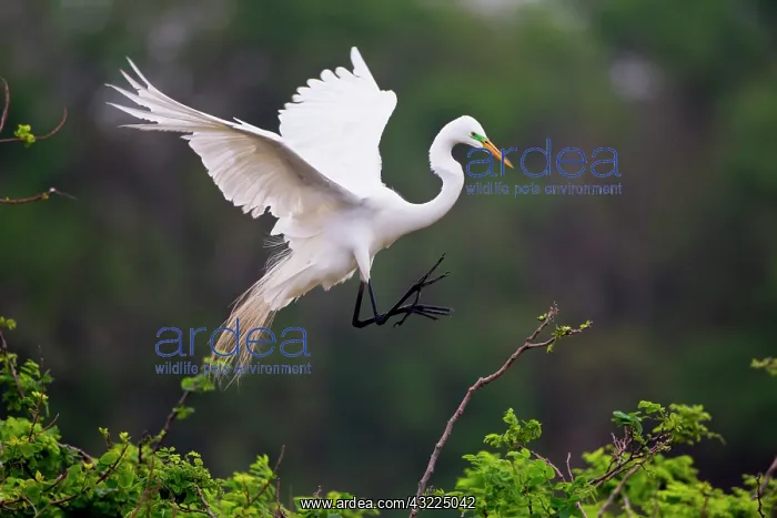 : Great Egret (Ardea alba) breeding activity : Great Egret (Ardea alba) breeding activity