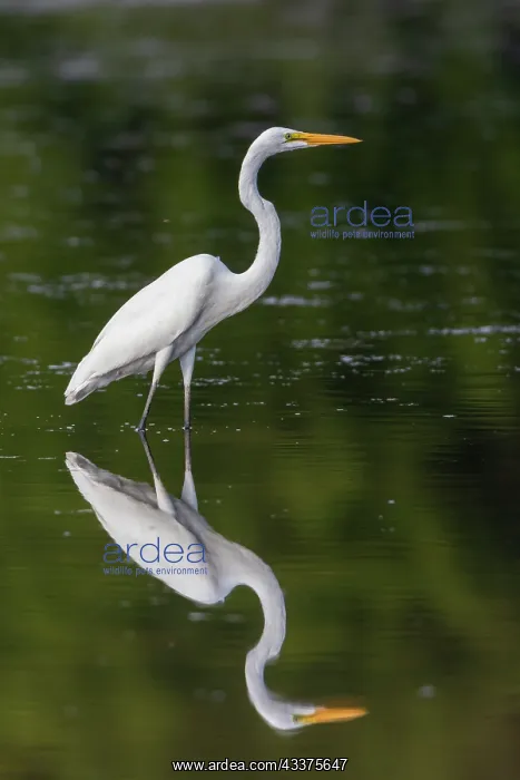 : Great Egret (Ardea alba) fishing in wetland Marion : Great Egret (Ardea alba) fishing in wetland Marion