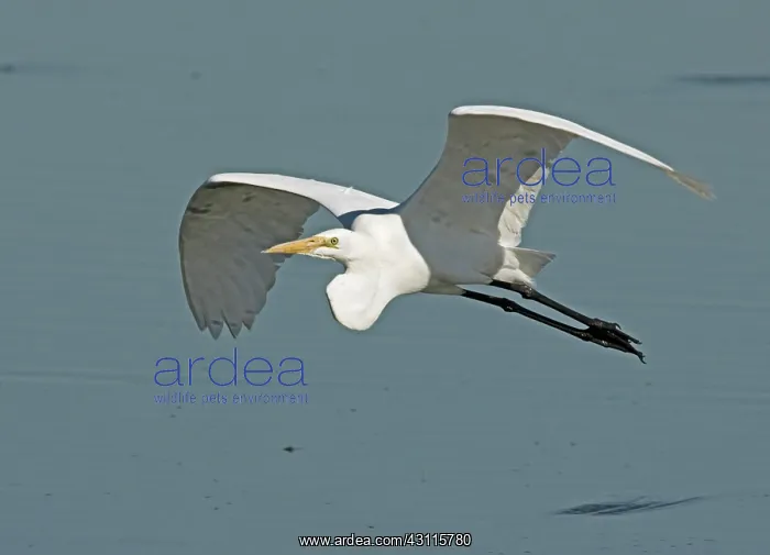 : Great Egret (Ardea alba) in flight : Great Egret (Ardea alba) in flight