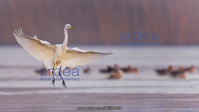 : Great egret (Ardea alba) flying, landing, foraging : Great egret (Ardea alba) flying, landing, foraging