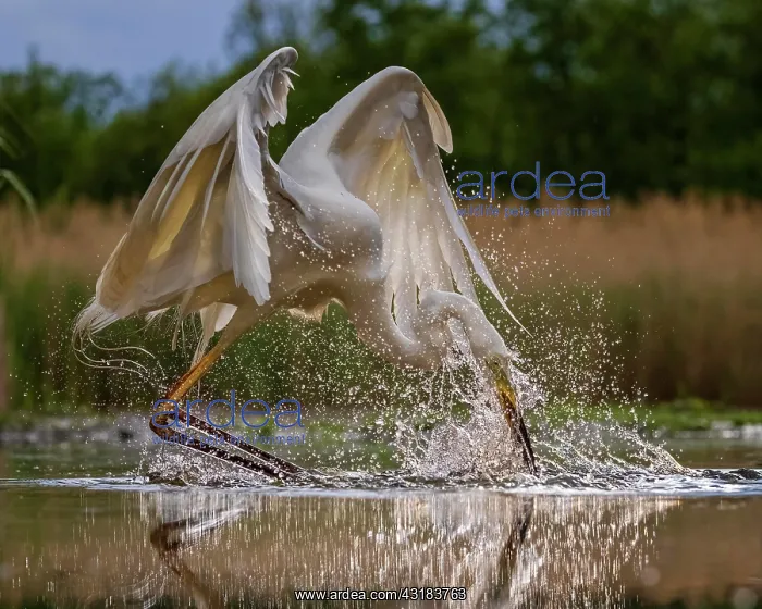 : Great egret (Ardea alba) foraging, hunting, poking : Great egret (Ardea alba) foraging, hunting, poking