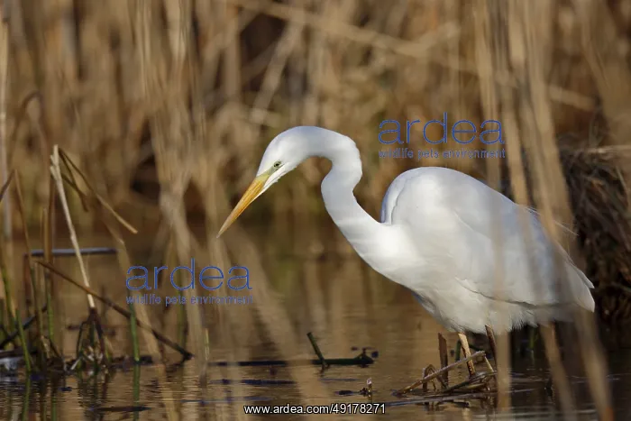 : Great Egret (Ardea alba) foraging in reedbed : Great Egret (Ardea alba) foraging in reedbed