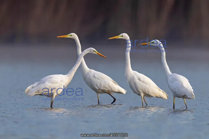 : Great egret (Ardea alba) Group foraging in shallow : Great egret (Ardea alba) Group foraging in shallow