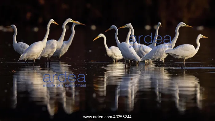 : Great egret (Ardea alba) Group foraging, winter : Great egret (Ardea alba) Group foraging, winter