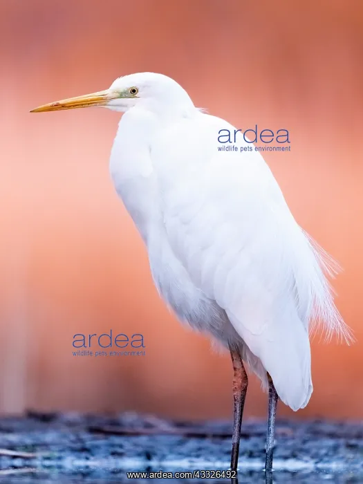 : Great egret (Ardea alba) in the lake at dawn. Slovakia : Great egret (Ardea alba) in the lake at dawn. Slovakia