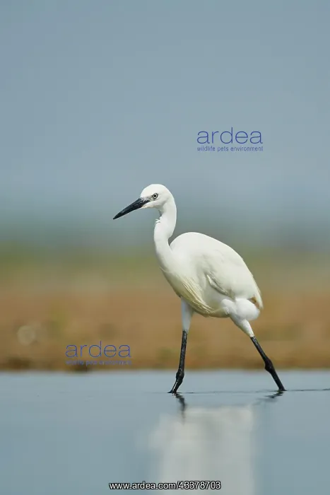 : Great egret (Ardea alba) in a little lake, hunting : Great egret (Ardea alba) in a little lake, hunting