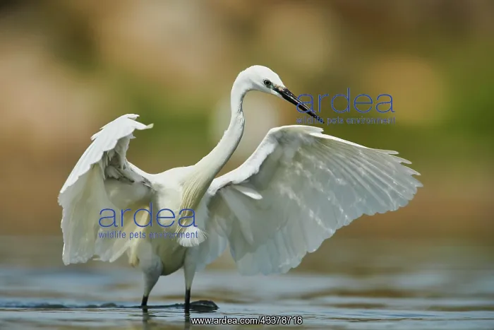 : Great egret (Ardea alba) in a little lake, hunting : Great egret (Ardea alba) in a little lake, hunting
