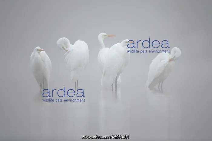 : Great Egret (Ardea alba) in the mist. Wild Moselle : Great Egret (Ardea alba) in the mist. Wild Moselle