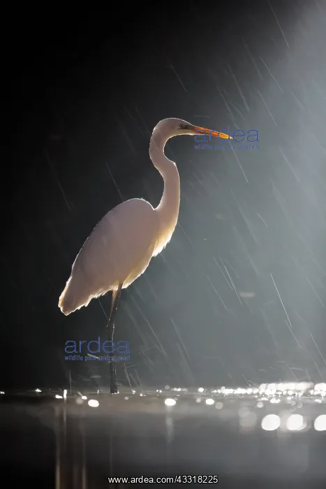 : Great Egret (Ardea alba) in a rainstorm at nigh : Great Egret (Ardea alba) in a rainstorm at nigh