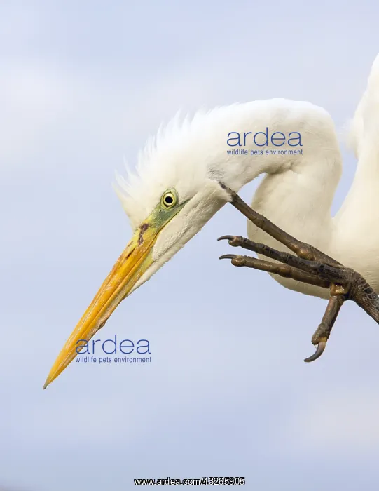 : Great Egret (Ardea alba) scratching, Hungary, B : Great Egret (Ardea alba) scratching, Hungary, B