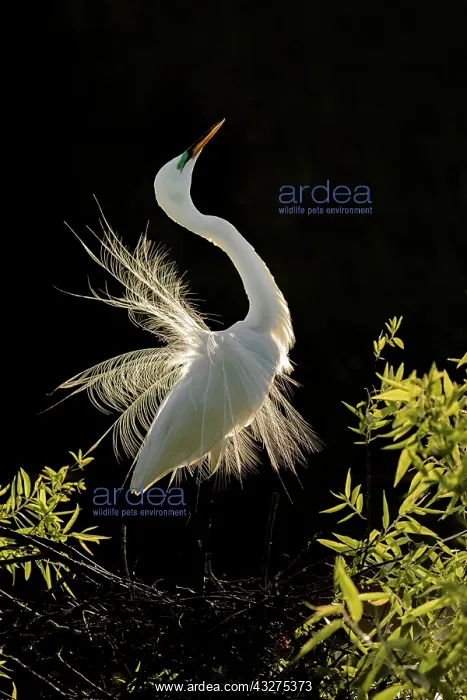 : Great Egret, Ardea alba. South Central Florida in March. USA : Great Egret, Ardea alba. South Central Florida in March. USA