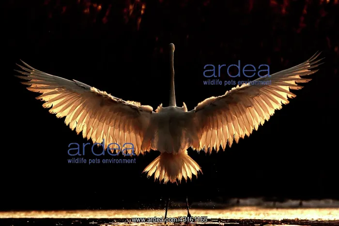 : Great Egret with back backlight with wings open : Great Egret with back backlight with wings open