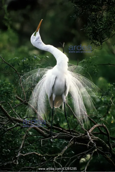 : GREAT EGRET - breeding display : GREAT EGRET - breeding display