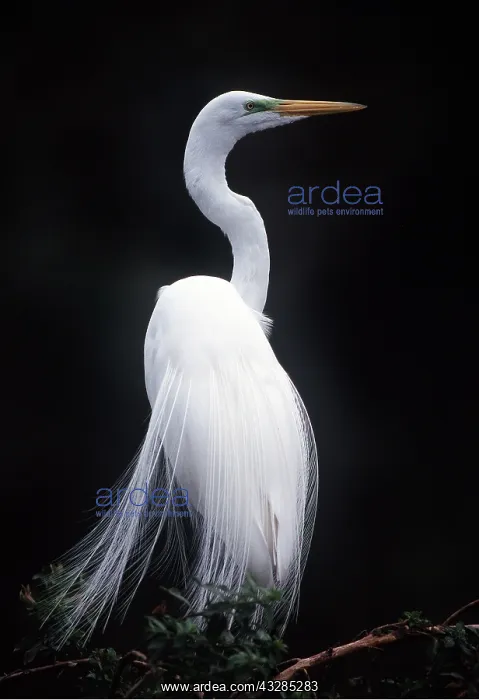  : GREAT EGRET - in breeding plumage