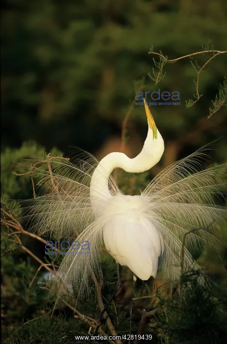 : Great Egret - in breeding plumage with long plumes : Great Egret - in breeding plumage with long plumes