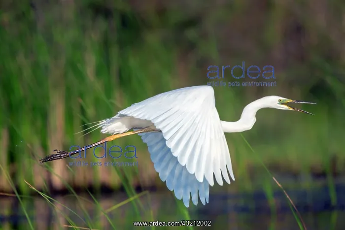 : Great Egret (Casmerodius albus) Adult in breeding : Great Egret (Casmerodius albus) Adult in breeding