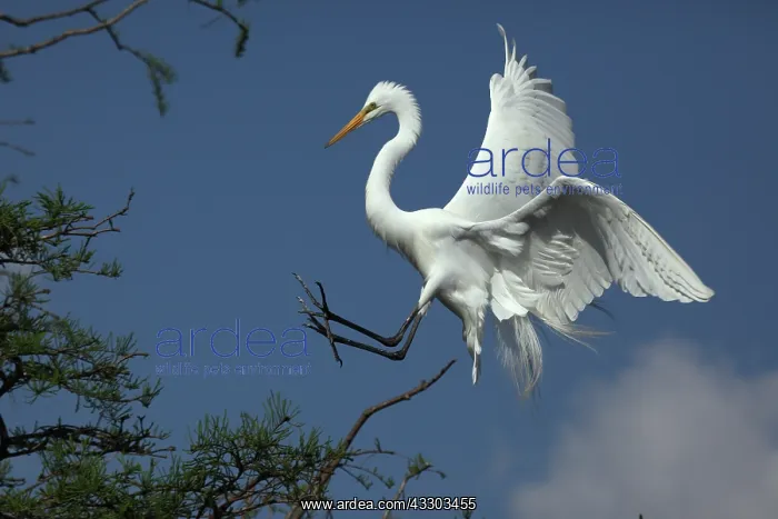 : Great Egret (Casmerodius albus) - In flight - Louisiana : Great Egret (Casmerodius albus) - In flight - Louisiana