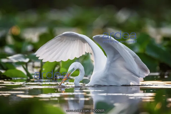 : Great egret (Casmerodius albus) hunting, Middle : Great egret (Casmerodius albus) hunting, Middle