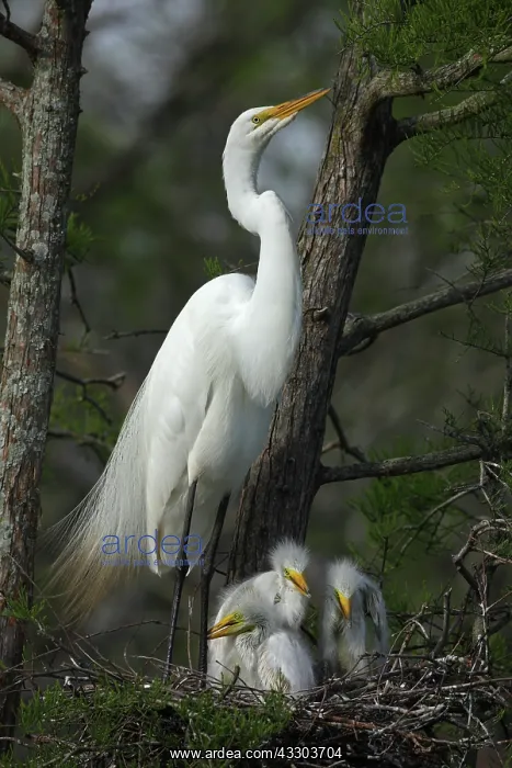  : Great Egret (Casmerodius albus) - With young on