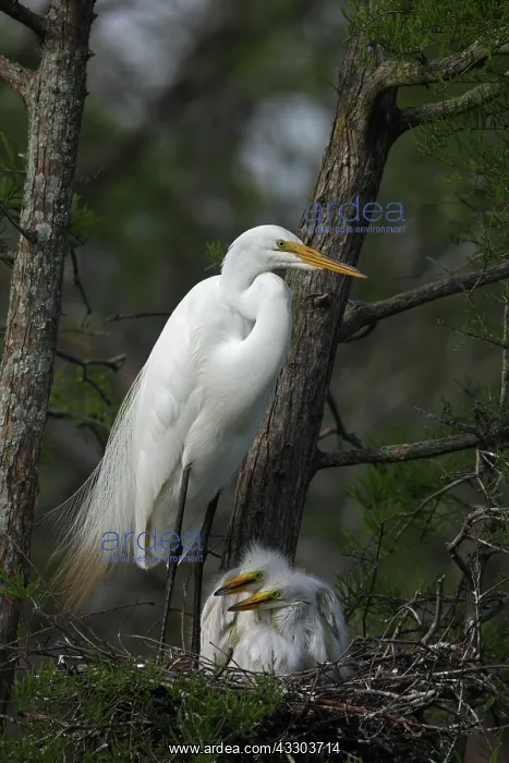 : Great Egret (Casmerodius albus) - With young on : Great Egret (Casmerodius albus) - With young on