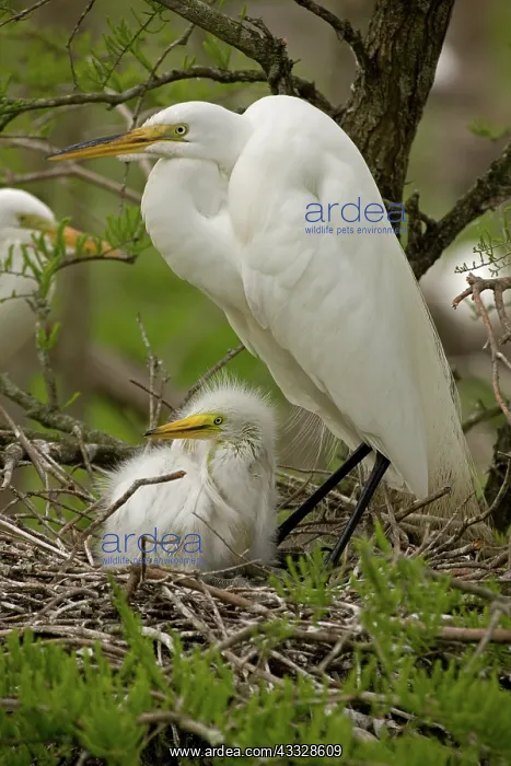 : Great Egret (Casmerodius albus) - With young on : Great Egret (Casmerodius albus) - With young on