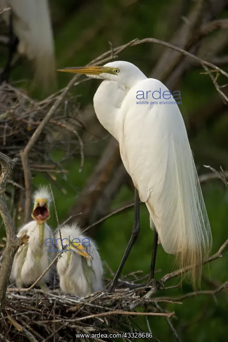 : Great Egret (Casmerodius albus) - With young on : Great Egret (Casmerodius albus) - With young on