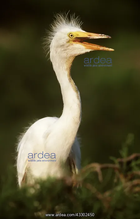 : GREAT EGRET CHICK - with mouth open : GREAT EGRET CHICK - with mouth open