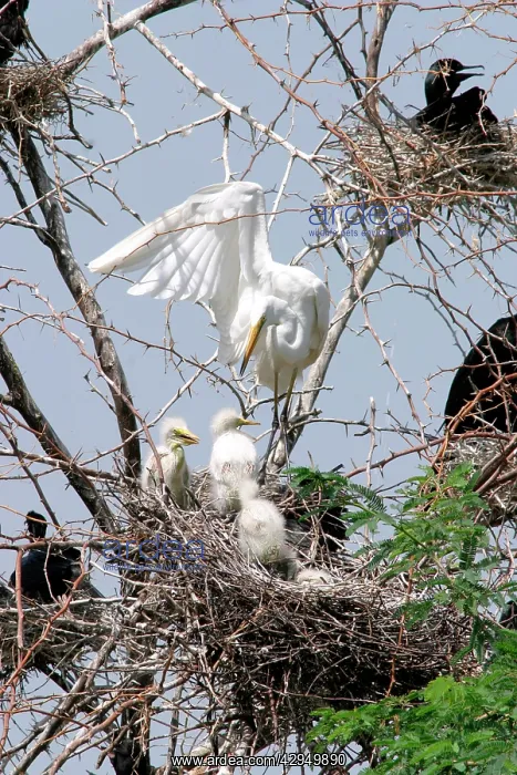 : Great Egret with chicks : Great Egret with chicks