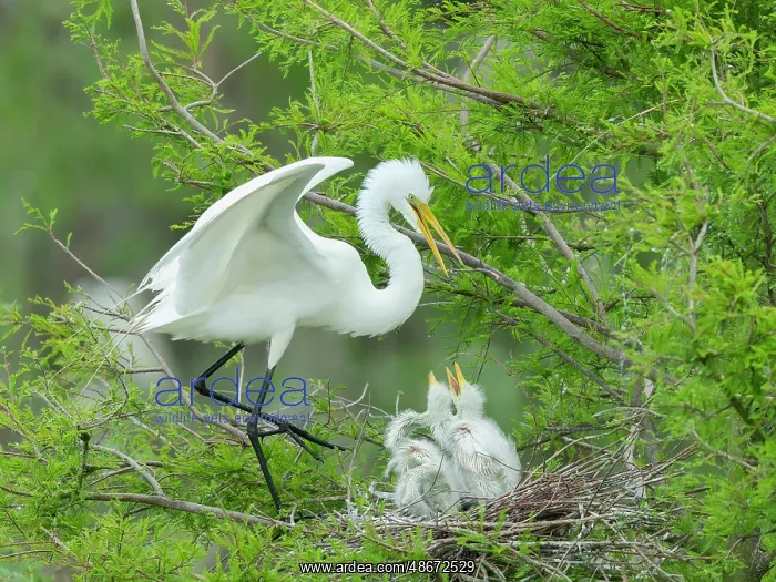 : Great egret with chicks in nest, Smith Oaks Sanctuary : Great egret with chicks in nest, Smith Oaks Sanctuary