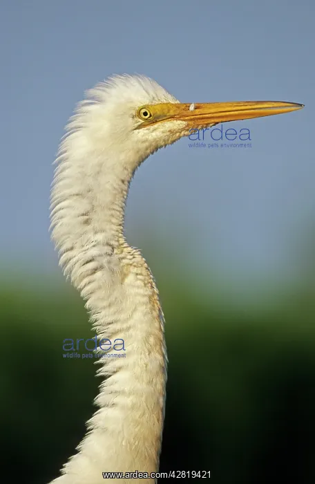 : Great Egret - close-up : Great Egret - close-up