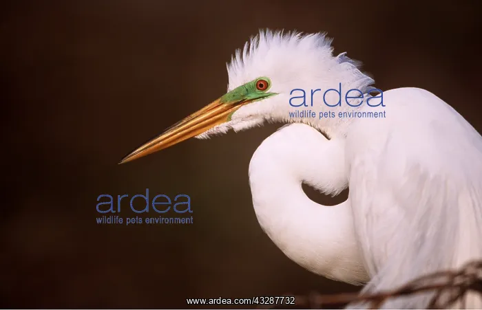 : GREAT EGRET - close-up of head and neck folded up : GREAT EGRET - close-up of head and neck folded up