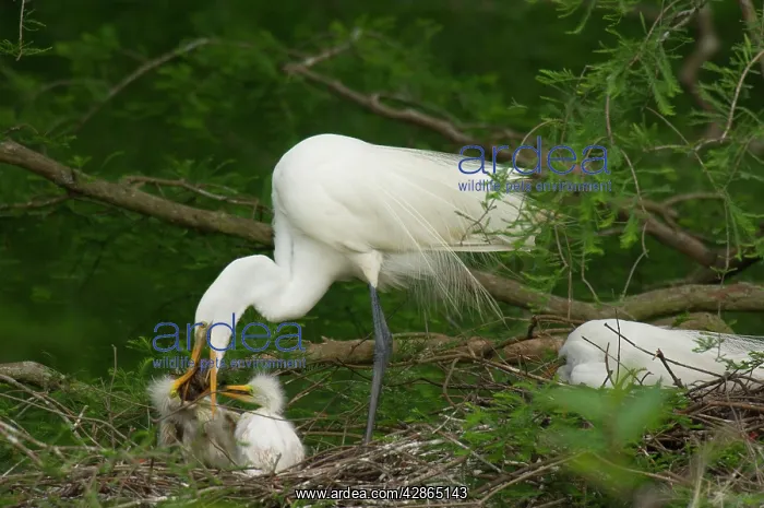 : Great Egret / Common Egret - adult feeding youg : Great Egret / Common Egret - adult feeding youg