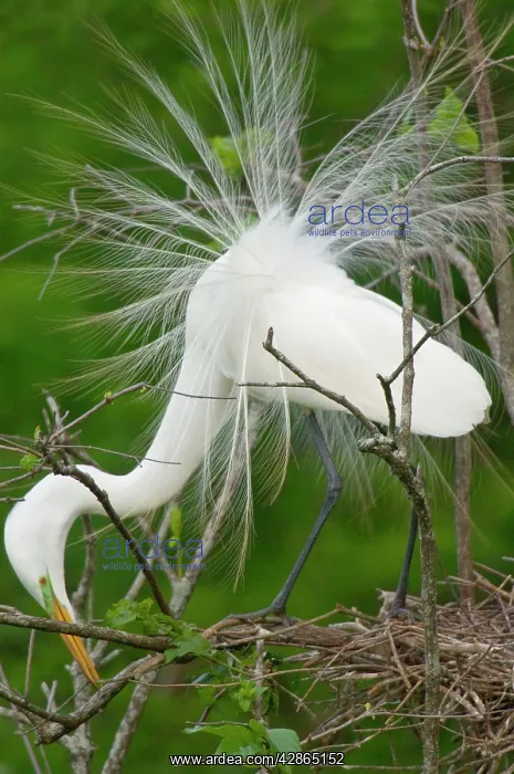 : Great Egret / Common Egret - At nest : Great Egret / Common Egret - At nest