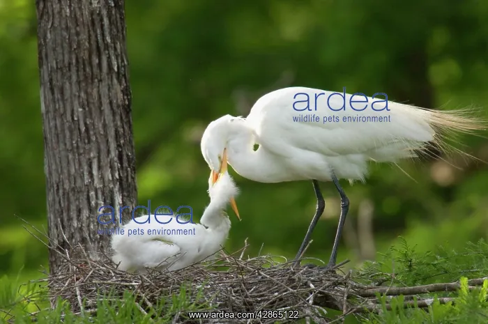 : Great Egret / Common Egret - At nest feeding young : Great Egret / Common Egret - At nest feeding young